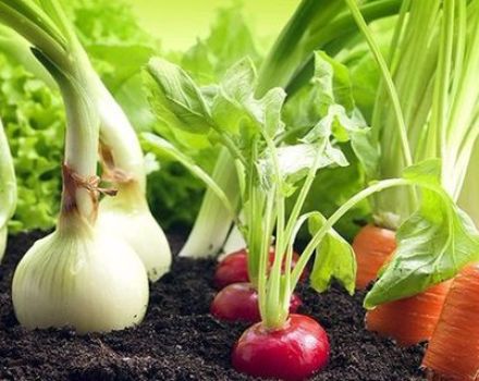 Wat is beter om naast paprika's in een kas en open veld te planten