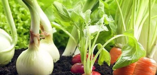 What is better to plant next to bell peppers in a greenhouse and open field