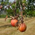 Pourquoi les branches individuelles sèchent-elles sur un pommier et que faire pour guérir l'arbre