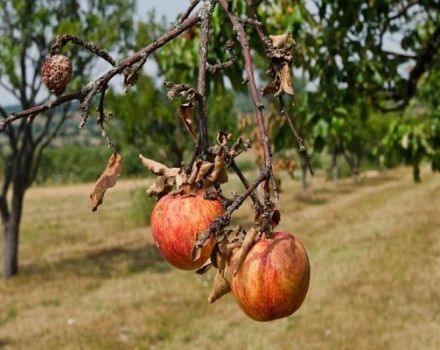 Why do individual branches dry on an apple tree and what to do to heal the tree