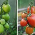 Description de la variété de tomate Russian Empire et de ses caractéristiques