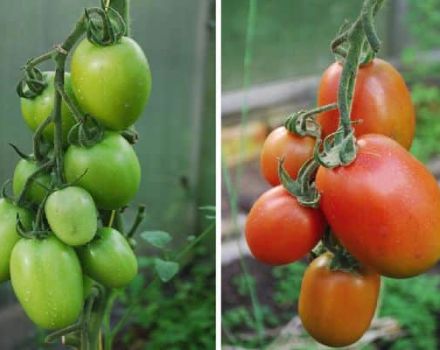 Descripción de la variedad de tomate Imperio Ruso y sus características.