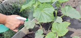 Instructions for the use of insecticide Vertimek for cucumbers from pests