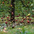 Razones por las que un manzano puede arrojar frutos antes de que maduren y que hacer