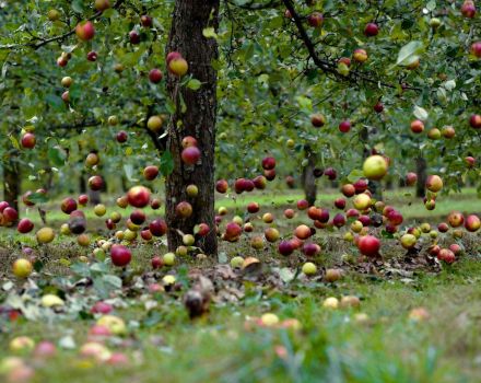 Reasons why an apple tree can shed fruits before they ripen and what to do