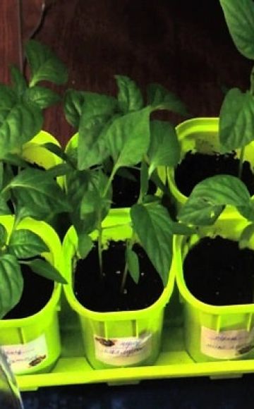 Cómo cultivar albahaca a partir de semillas en casa para plántulas.