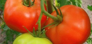 Description of the tomato variety Zhenaros and its characteristics