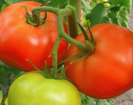 Description de la variété de tomate Zhenaros et de ses caractéristiques