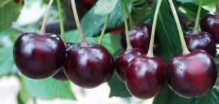 Description of the cherry variety Morozovka, characteristics of winter hardiness and pollinators