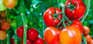 Penerangan mengenai varieti tomato musim Velvet, ciri dan produktiviti