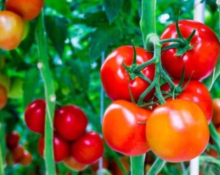 Beskrivelse af tomatsorten Fløjlsæson, dens egenskaber og produktivitet