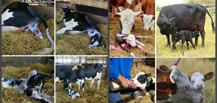 Calving calendar and accurate calving table, calculator and pregnancy graph