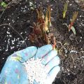 Quels engrais choisir pour nourrir les tulipes lors de la plantation en automne