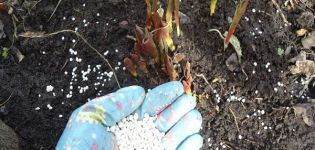 Quels engrais choisir pour nourrir les tulipes lors de la plantation en automne