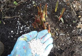 Qué fertilizantes elegir para alimentar tulipanes al plantar en otoño.