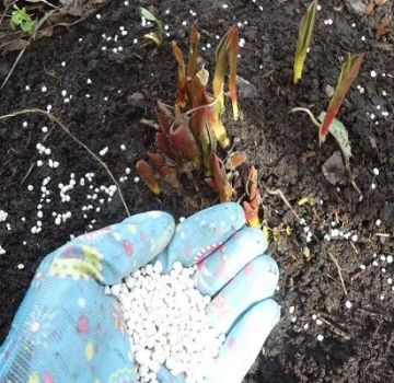 Quels engrais choisir pour nourrir les tulipes lors de la plantation en automne