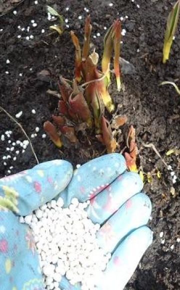 Quels engrais choisir pour nourrir les tulipes lors de la plantation en automne