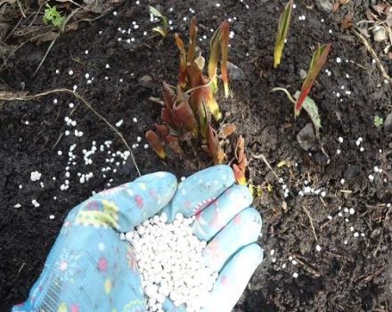 Quels engrais choisir pour nourrir les tulipes lors de la plantation en automne