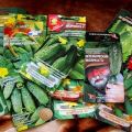 Description of the best cucumber seeds and rating of the most productive varieties for 2020