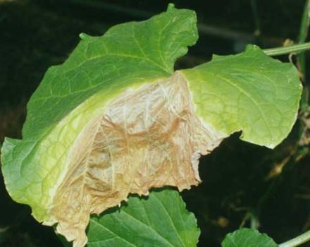 ¿Por qué se secan los bordes de las hojas de los pepinos y qué hacer?