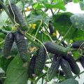 Description of the Athos cucumber variety, features of cultivation and care