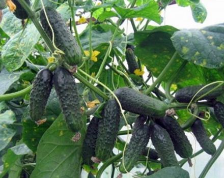 Description of the Athos cucumber variety, features of cultivation and care