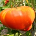 Ciri-ciri dan penerangan mengenai pelbagai jenis tomato Pride of Siberia