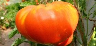 Characteristics and description of the tomato variety Pride of Siberia