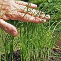 Plantar, cultivar y cuidar puerros al aire libre