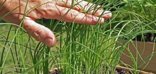 Menanam, membesar dan merawat daun bawang di luar rumah