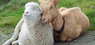 Description and features of the goat and sheep and the difference between these animals