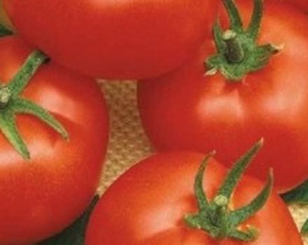 Description of the Iceberg tomato variety and its characteristics