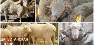 Description and characteristics of the Dagestan sheep breed, diet and breeding