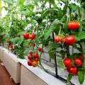 Vue d'ensemble des variétés de tomates ampel et des subtilités de leur culture