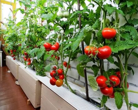 Aperçu des variétés de tomates ampel et des subtilités de leur culture