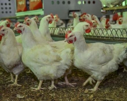 Description des poulets de chair de la race Arbour Aykres et règles d'entretien