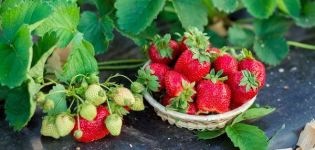 List of the best fungicides for treating strawberries and strawberries