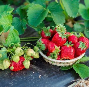 List of the best fungicides for treating strawberries and strawberries