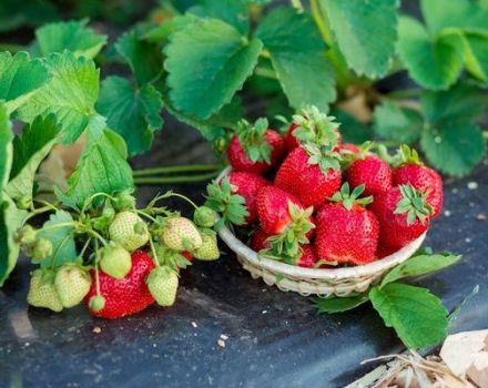 List of the best fungicides for treating strawberries and strawberries