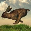 Comment attraper un lapin, méthodes et instructions pour fabriquer des pièges