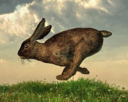 Comment attraper un lapin, méthodes et instructions pour fabriquer des pièges