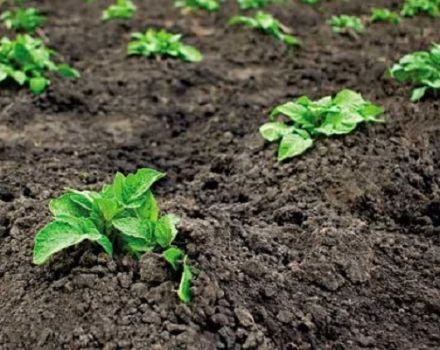 ¿Cómo cultivar y cuidar adecuadamente las papas en el país?