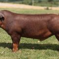 Description and characteristics of the Duroc pig breed, conditions of detention and breeding