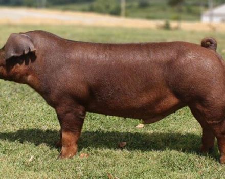 Description and characteristics of the Duroc pig breed, conditions of detention and breeding