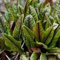 Las mejores variedades de acedera para campo abierto, una descripción y cuáles cultivar en la región de Moscú.