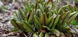 Las mejores variedades de acedera para campo abierto, una descripción y cuáles cultivar en la región de Moscú.