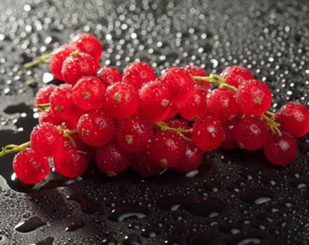 TOP 6 ways to properly freeze red currants for the winter