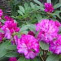 Description et caractéristiques des sous-classes de rhododendron Raspoutine, plantation et entretien