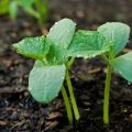 How to plant, grow and care for cucumber seedlings