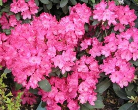 Description and characteristics of 16 subclasses of Yakushimansky rhododendron, planting and care